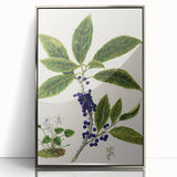 Classical Realism Plant Art - Detailed Mahoe Botanical Art Print