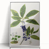 Classical Realism Plant Art - Detailed Mahoe Botanical Art Print