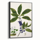 Classical Realism Plant Art - Detailed Mahoe Botanical Art Print