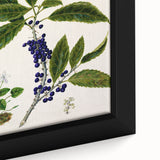 Classical Realism Plant Art - Detailed Mahoe Botanical Art Print