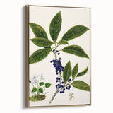 Classical Realism Plant Art - Detailed Mahoe Botanical Art Print