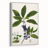 Classical Realism Plant Art - Detailed Mahoe Botanical Art Print