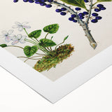 Classical Realism Plant Art - Detailed Mahoe Botanical Art Print