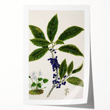Classical Realism Plant Art - Detailed Mahoe Botanical Art Print