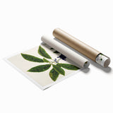 Classical Realism Plant Art - Detailed Mahoe Botanical Art Print