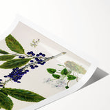 Classical Realism Plant Art - Detailed Mahoe Botanical Art Print