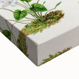 Classical Realism Plant Art - Detailed Mahoe Botanical Art Print