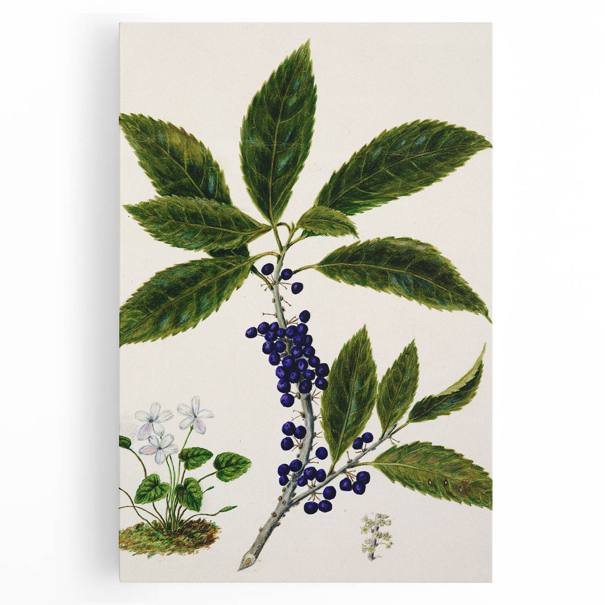 Classical Realism Plant Art - Detailed Mahoe Botanical Art Print