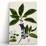 Classical Realism Plant Art - Detailed Mahoe Botanical Art Print