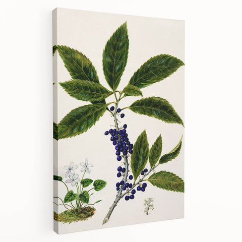 Classical Realism Plant Art - Detailed Mahoe Botanical Art Print