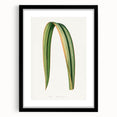 Romanticism Art: Phormium Tenax Leaf - Historical Botanical Print