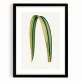 Romanticism Art: Phormium Tenax Leaf - Historical Botanical Print