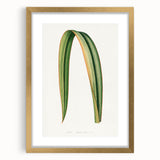 Romanticism Art: Phormium Tenax Leaf - Historical Botanical Print