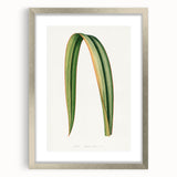 Romanticism Art: Phormium Tenax Leaf - Historical Botanical Print