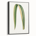 Romanticism Art: Phormium Tenax Leaf - Historical Botanical Print