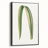 Romanticism Art: Phormium Tenax Leaf - Historical Botanical Print