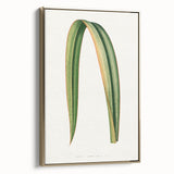 Romanticism Art: Phormium Tenax Leaf - Historical Botanical Print