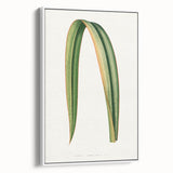 Romanticism Art: Phormium Tenax Leaf - Historical Botanical Print