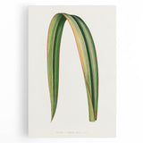 Romanticism Art: Phormium Tenax Leaf - Historical Botanical Print