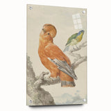 Classical Realism Painting of Exotic Birds - Realism Art Canvas Print
