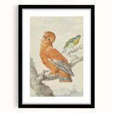 Classical Realism Painting of Exotic Birds - Realism Art Canvas Print