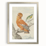 Classical Realism Painting of Exotic Birds - Realism Art Canvas Print