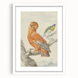 Classical Realism Painting of Exotic Birds - Realism Art Canvas Print