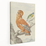 Classical Realism Painting of Exotic Birds - Realism Art Canvas Print