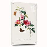 Romanticism Art: Bougainvillea and Butterflies - Historic Floral Print