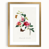 Romanticism Art: Bougainvillea and Butterflies - Historic Floral Print