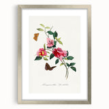 Romanticism Art: Bougainvillea and Butterflies - Historic Floral Print