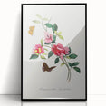 Romanticism Art: Bougainvillea and Butterflies - Historic Floral Print
