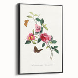 Romanticism Art: Bougainvillea and Butterflies - Historic Floral Print