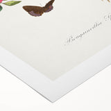 Romanticism Art: Bougainvillea and Butterflies - Historic Floral Print
