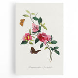 Romanticism Art: Bougainvillea and Butterflies - Historic Floral Print