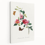 Romanticism Art: Bougainvillea and Butterflies - Historic Floral Print