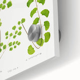 Fine Art Realism Print - British Ferns by Edward J. Lowe - Elegant Wall Art