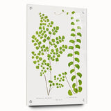 Fine Art Realism Print - British Ferns by Edward J. Lowe - Elegant Wall Art