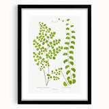 Fine Art Realism Print - British Ferns by Edward J. Lowe - Elegant Wall Art