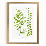 Fine Art Realism Print - British Ferns by Edward J. Lowe - Elegant Wall Art