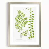 Fine Art Realism Print - British Ferns by Edward J. Lowe - Elegant Wall Art