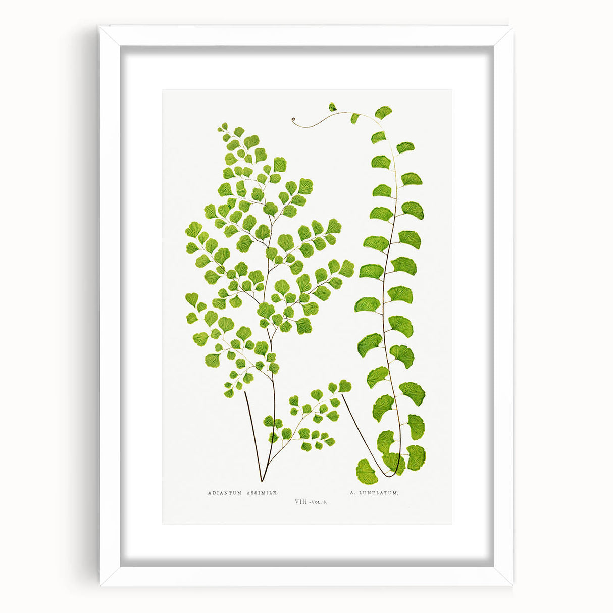 Fine Art Realism Print - British Ferns by Edward J. Lowe - Elegant Wall Art