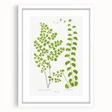 Fine Art Realism Print - British Ferns by Edward J. Lowe - Elegant Wall Art
