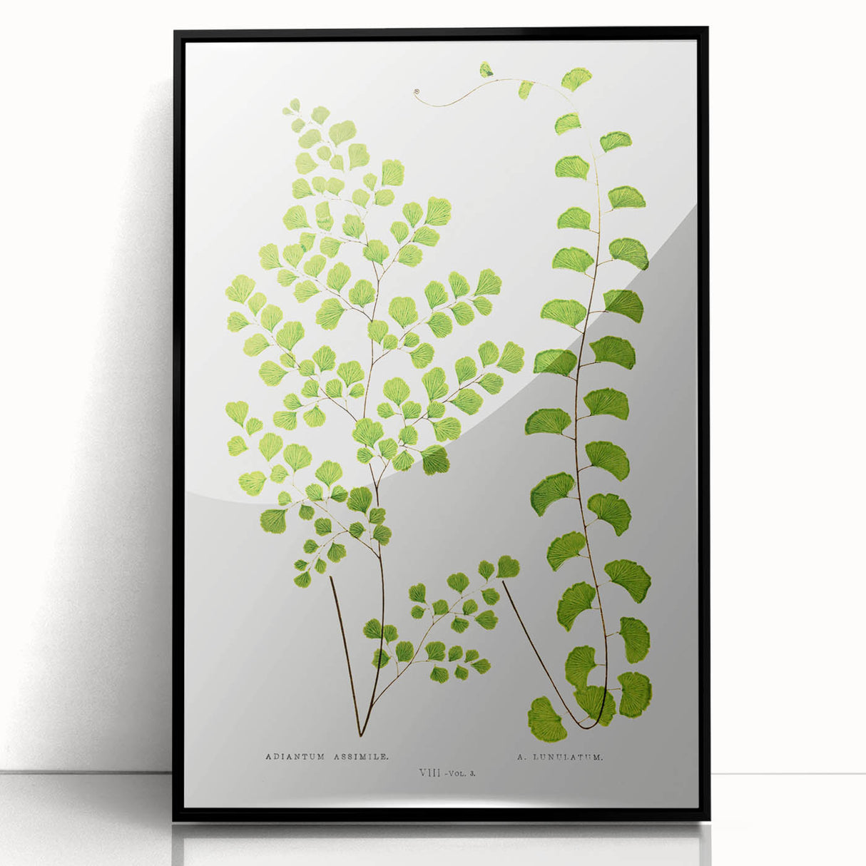 Fine Art Realism Print - British Ferns by Edward J. Lowe - Elegant Wall Art
