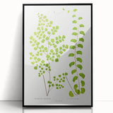 Fine Art Realism Print - British Ferns by Edward J. Lowe - Elegant Wall Art