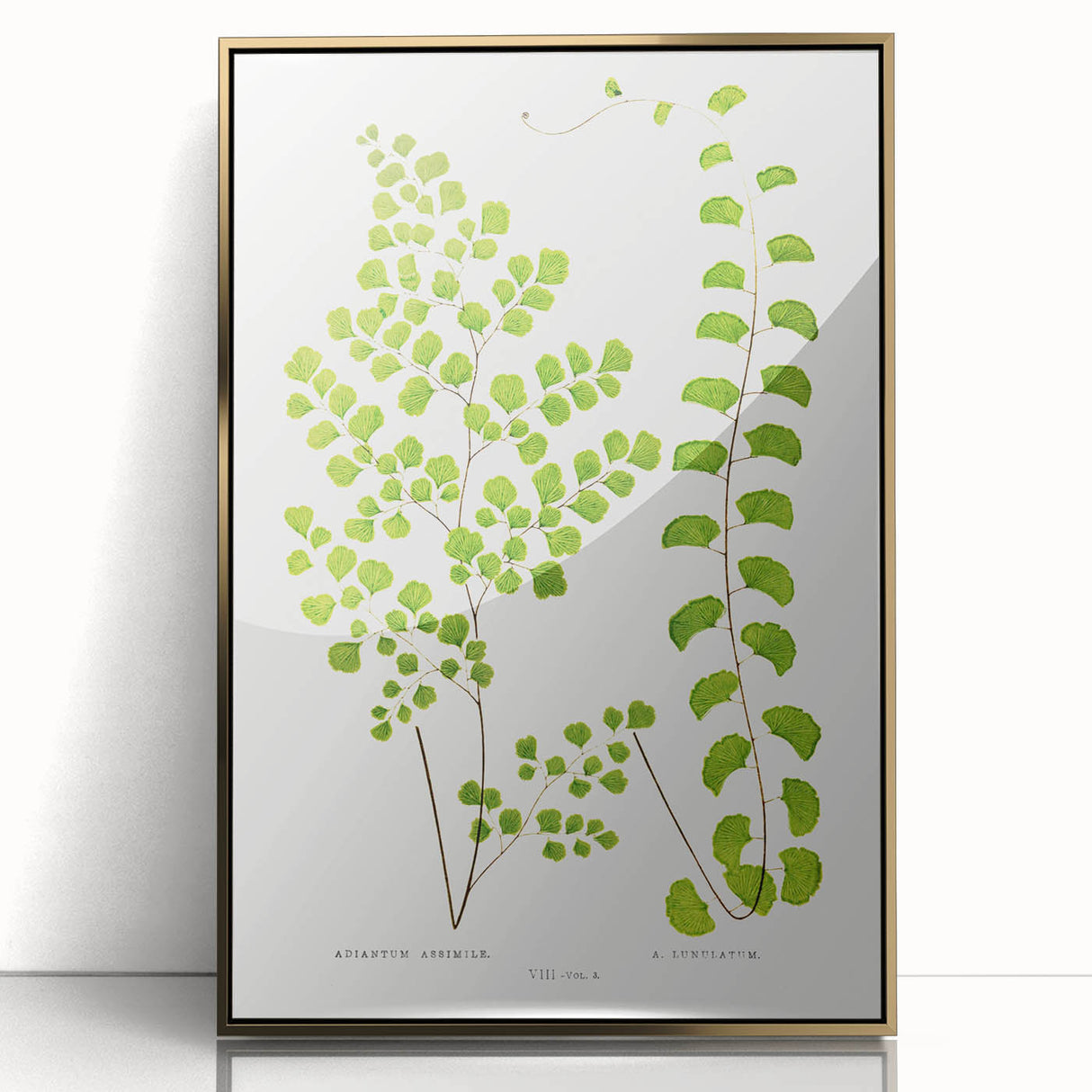 Fine Art Realism Print - British Ferns by Edward J. Lowe - Elegant Wall Art