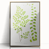Fine Art Realism Print - British Ferns by Edward J. Lowe - Elegant Wall Art