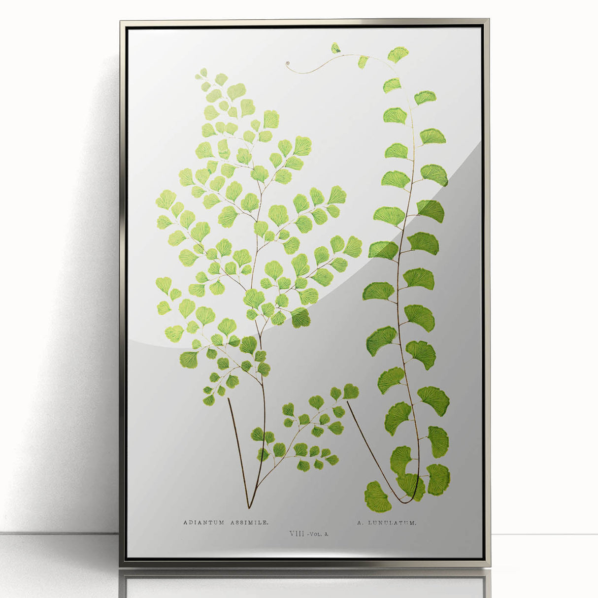 Fine Art Realism Print - British Ferns by Edward J. Lowe - Elegant Wall Art