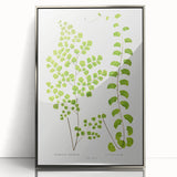 Fine Art Realism Print - British Ferns by Edward J. Lowe - Elegant Wall Art