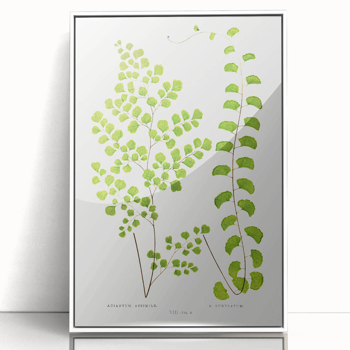 Fine Art Realism Print - British Ferns by Edward J. Lowe - Elegant Wall Art
